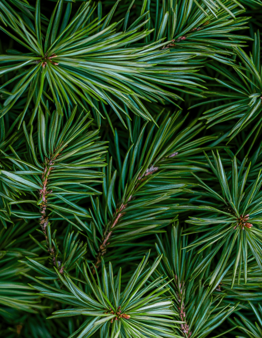 La Forêt Enchantée